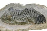 Bargain, Detailed Hollardops Trilobite #230439-2